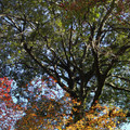 277-3.jpg