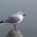 329-1.jpg