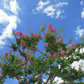 525-3.jpg