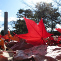 655-1.jpg