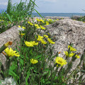828-1.jpg