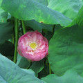 887-1.jpg