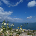967-2.jpg