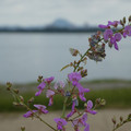 968-2.jpg
