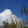 970-1.jpg
