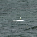 974-3.jpg