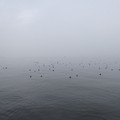1036-1.jpg