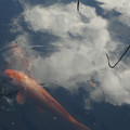 1070-2.jpg