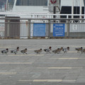 1073-2.jpg