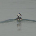 1074-2.jpg