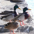 1078-3.jpg