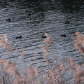 1088-2.jpg