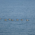 1089-2.jpg