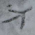1094-3.jpg