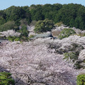 1157-3.jpg