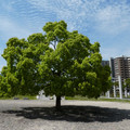 1194-1.jpg