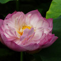 1262-1.jpg
