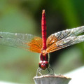 1329-1.jpg