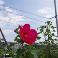 1331-2.jpg