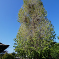 1385-3.jpg