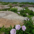 1682-1.jpg