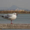 2179-3.jpg