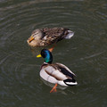 2227-2.jpg
