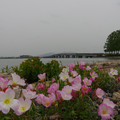 2295-1.jpg