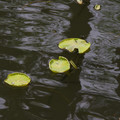 2295-2.jpg