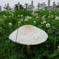 2352-1.jpg
