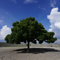 2363-3.jpg