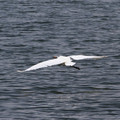 2379-3.jpg