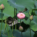2381-3.jpg