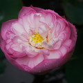 2391-3.jpg