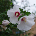 2392-3.jpg