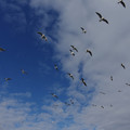 2521-2.jpg