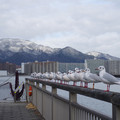 2547-1.jpg