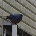 2561-3.jpg
