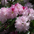 2642-2.jpg