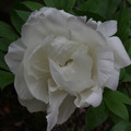 2669-1.jpg