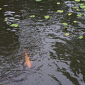 2671-1.jpg