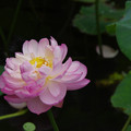 2729-1.jpg