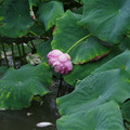 2734-3.jpg