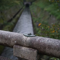 2785-1.jpg
