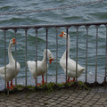 2795-2.jpg