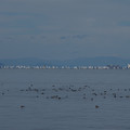 2837-1.jpg