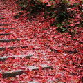 2868-2.jpg