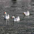 2884-2.jpg