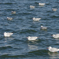 2886-2.jpg