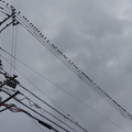 2923-1.jpg